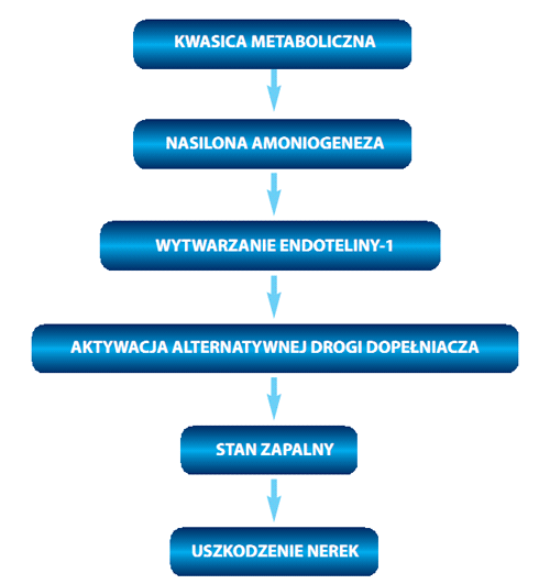 Mechanizm neurotoksycznego działania kwasicy metabolicznej